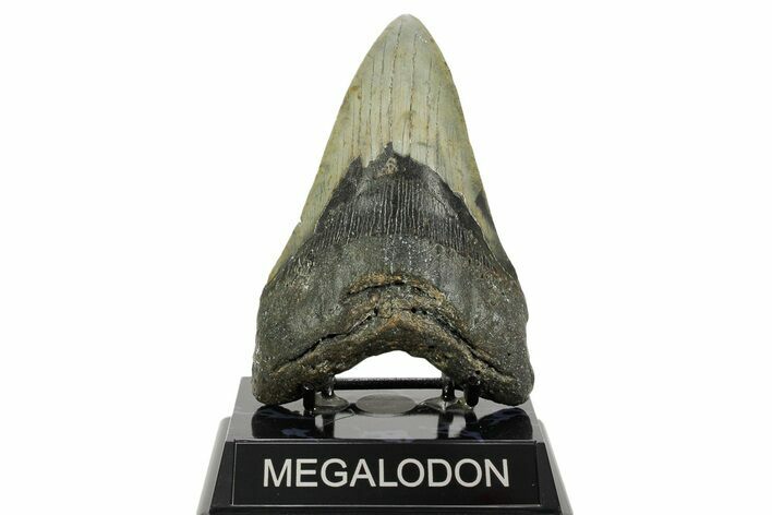Fossil Megalodon Tooth - North Carolina #365977
